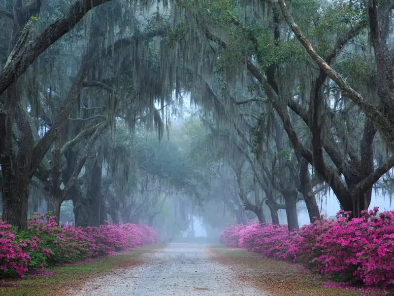 Savannah: Bonaventure Cemetery Tour