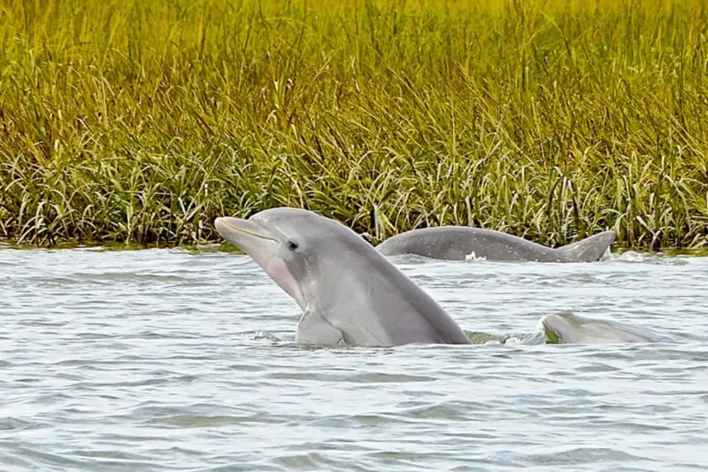 Savannah: Dolphin Spotting Eco Tour with Experienced Captain